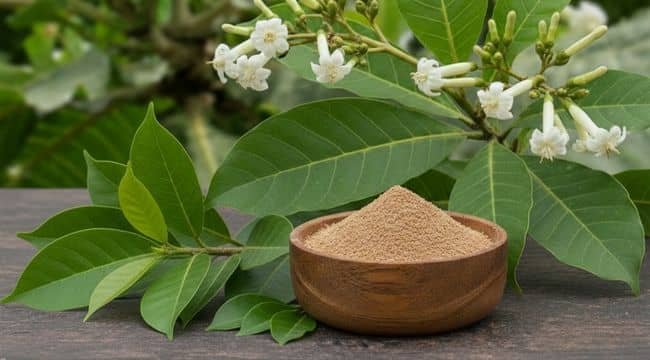Anthocleista djalonensis leaves, flowers and milled powder