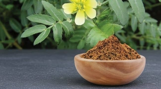 Tribulus terrestris plant and milled powder